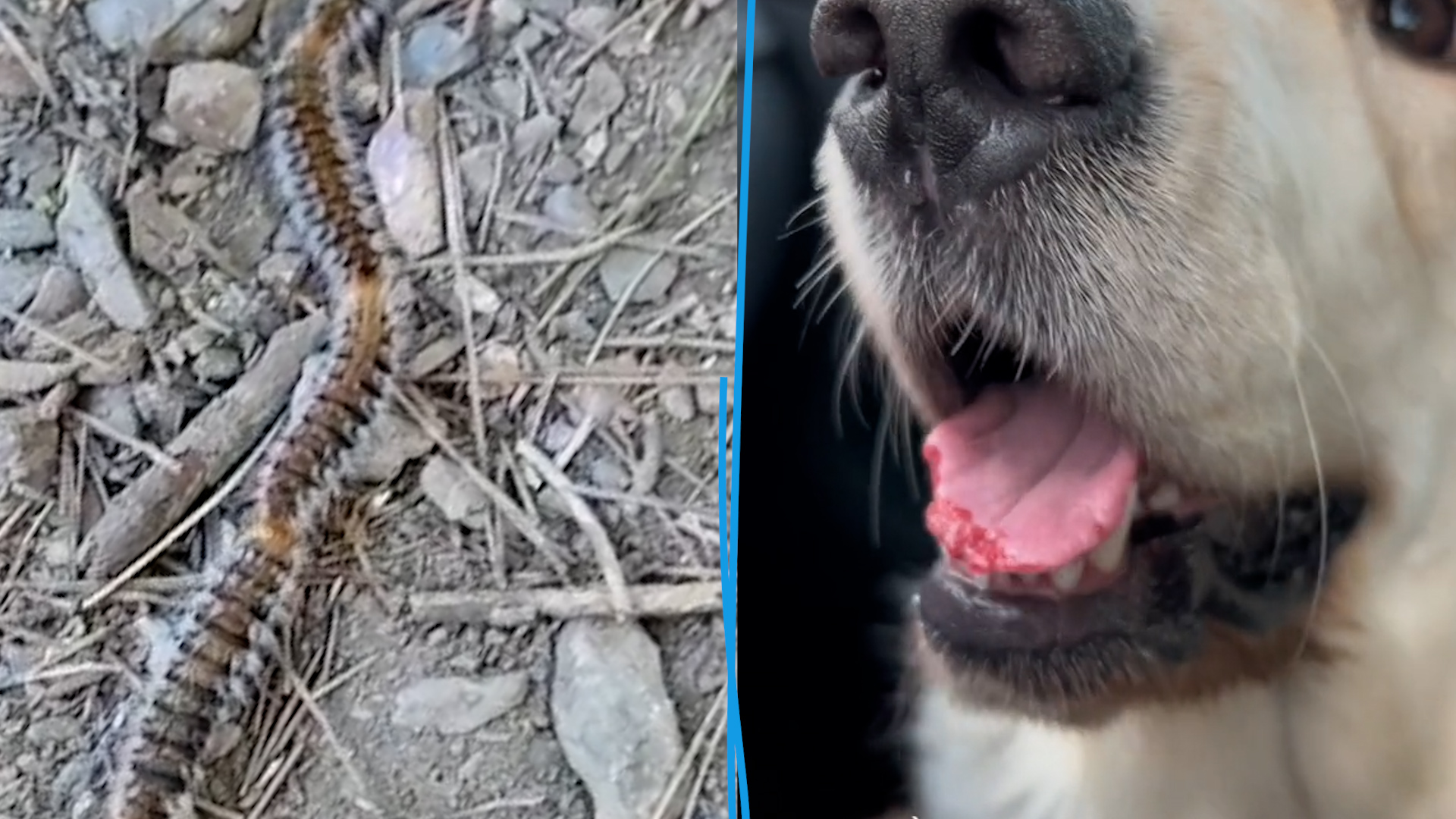 Chien reniflant une procession de chenilles processionnaires au pied d'un pin