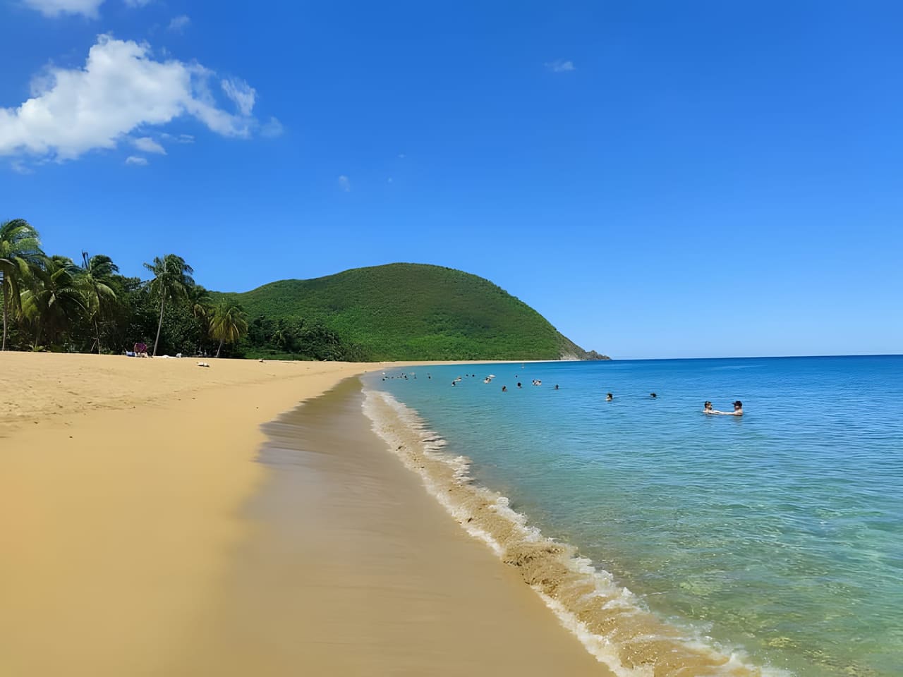 Échouement de sargasses sur une plage de Guadeloupe