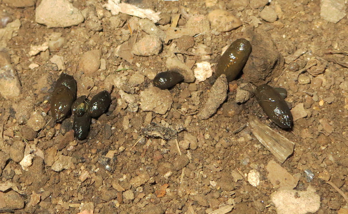 Crotte de rat noire et cylindrique posée sur un sol clair, vue rapprochée