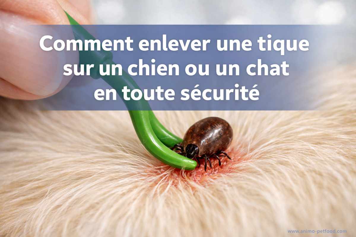 Crochet à tique utilisé pour retirer une tique sur le pelage d'un chien