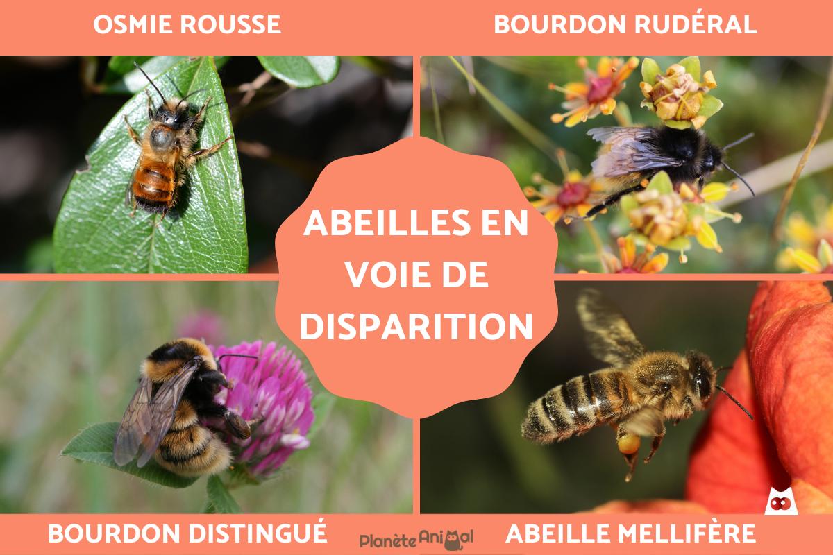 Abeilles butinant des fleurs riches en pollen