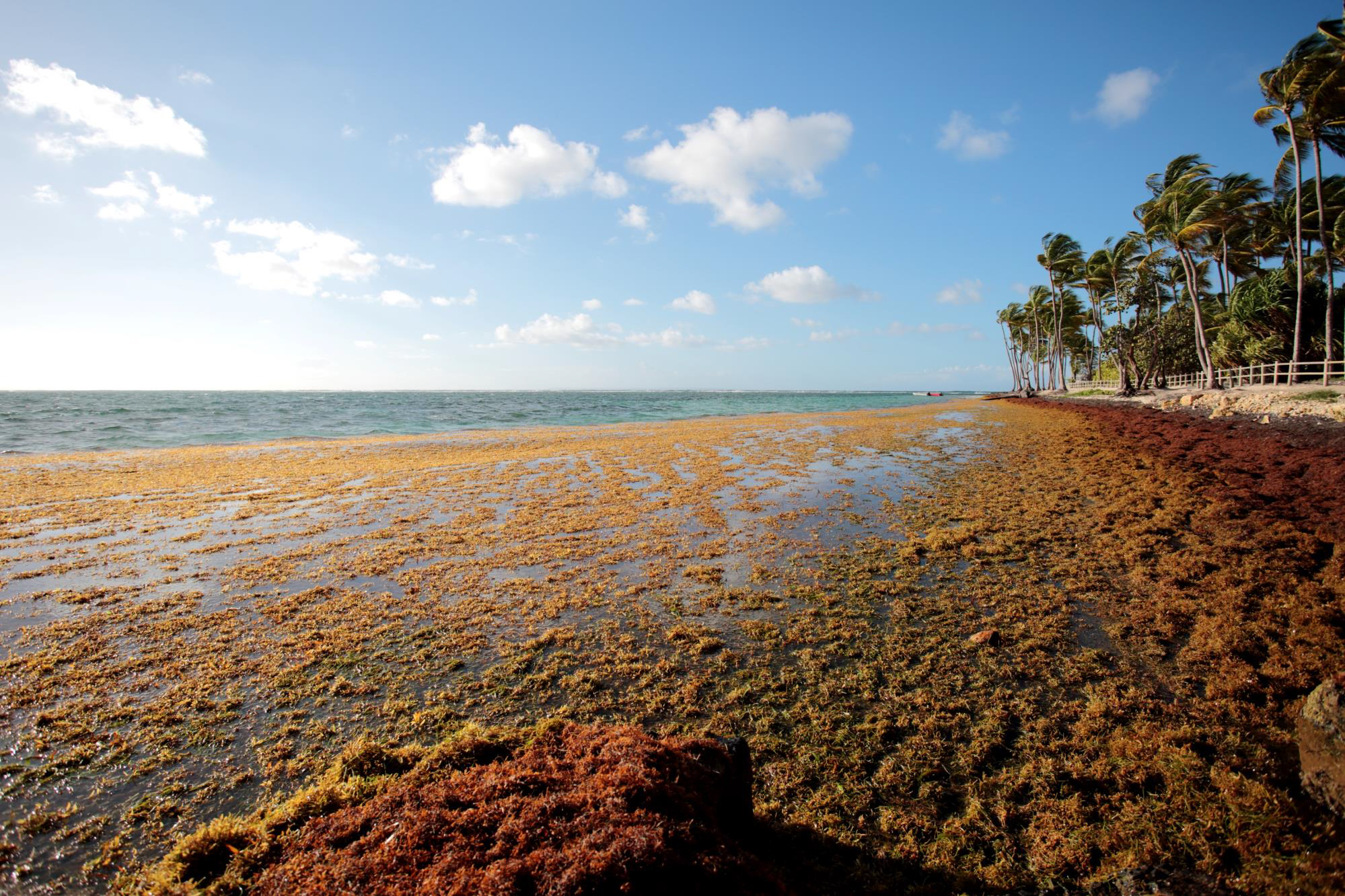 Radeau d'algues sargasses flottant à la surface de l'Atlantique