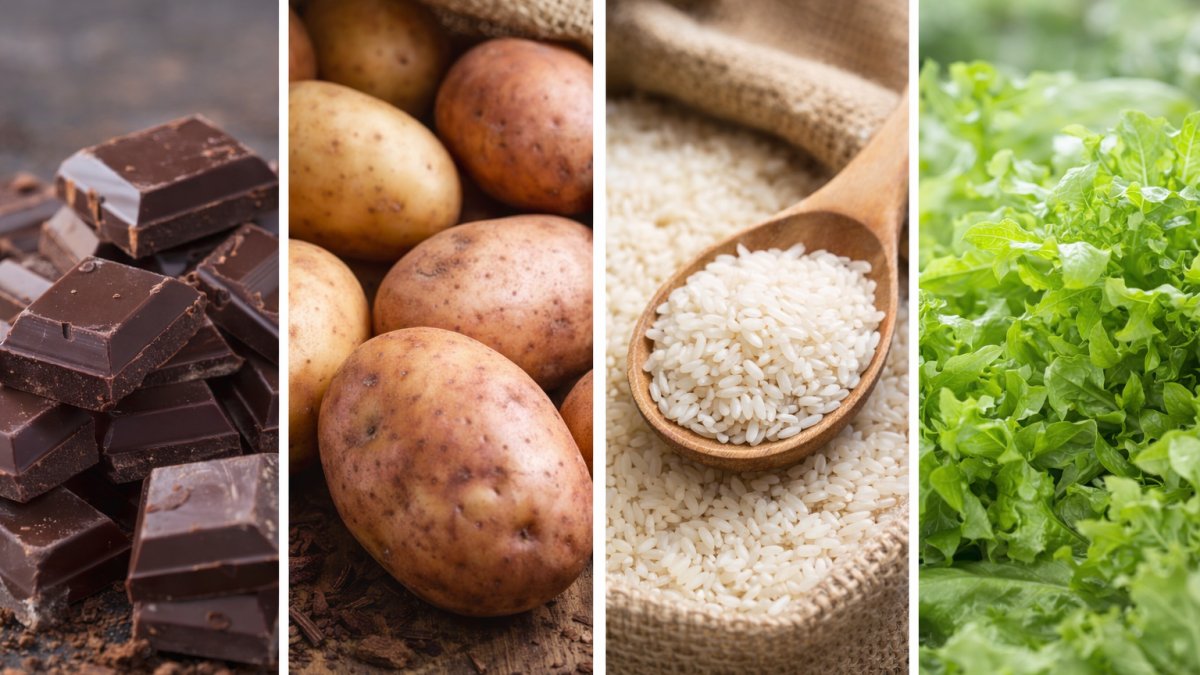 Aliments pouvant contenir du cadmium, dont des fruits de mer, des abats et du chocolat noir