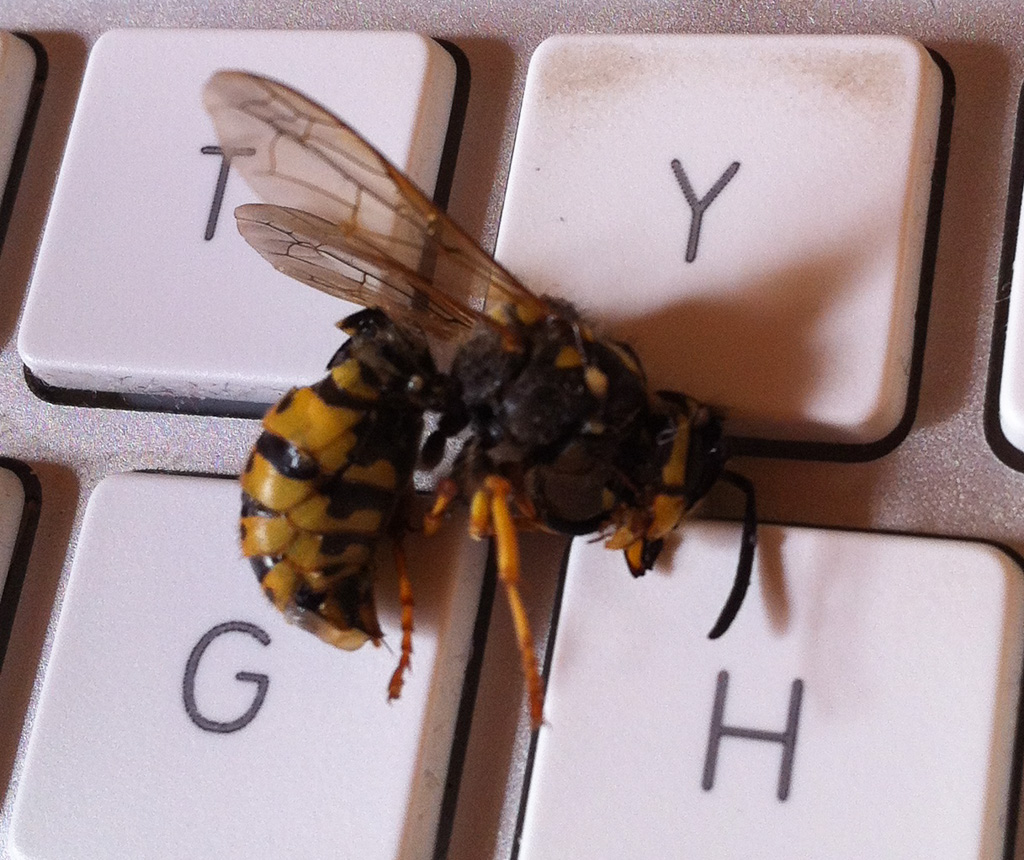 Frelon européen Vespa crabro posé sur une branche, reconnaissable à sa tête orangée et son abdomen jaune rayé de brun