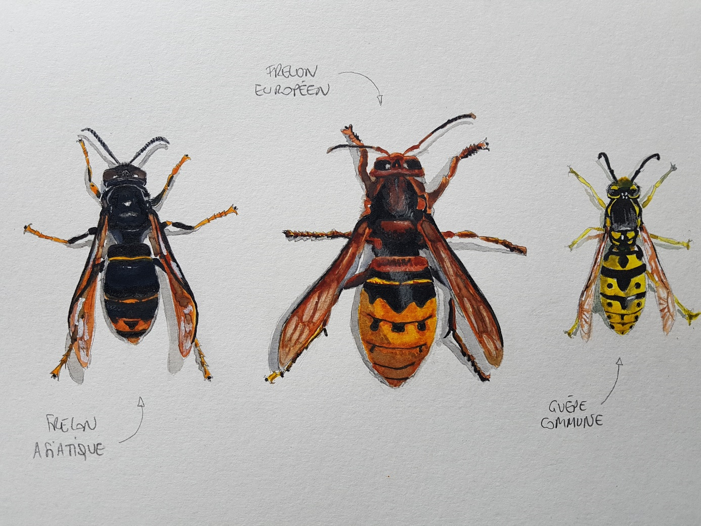 Frelon asiatique au thorax brun noir, à l'anneau orangé et aux pattes jaunes, posé sur une feuille